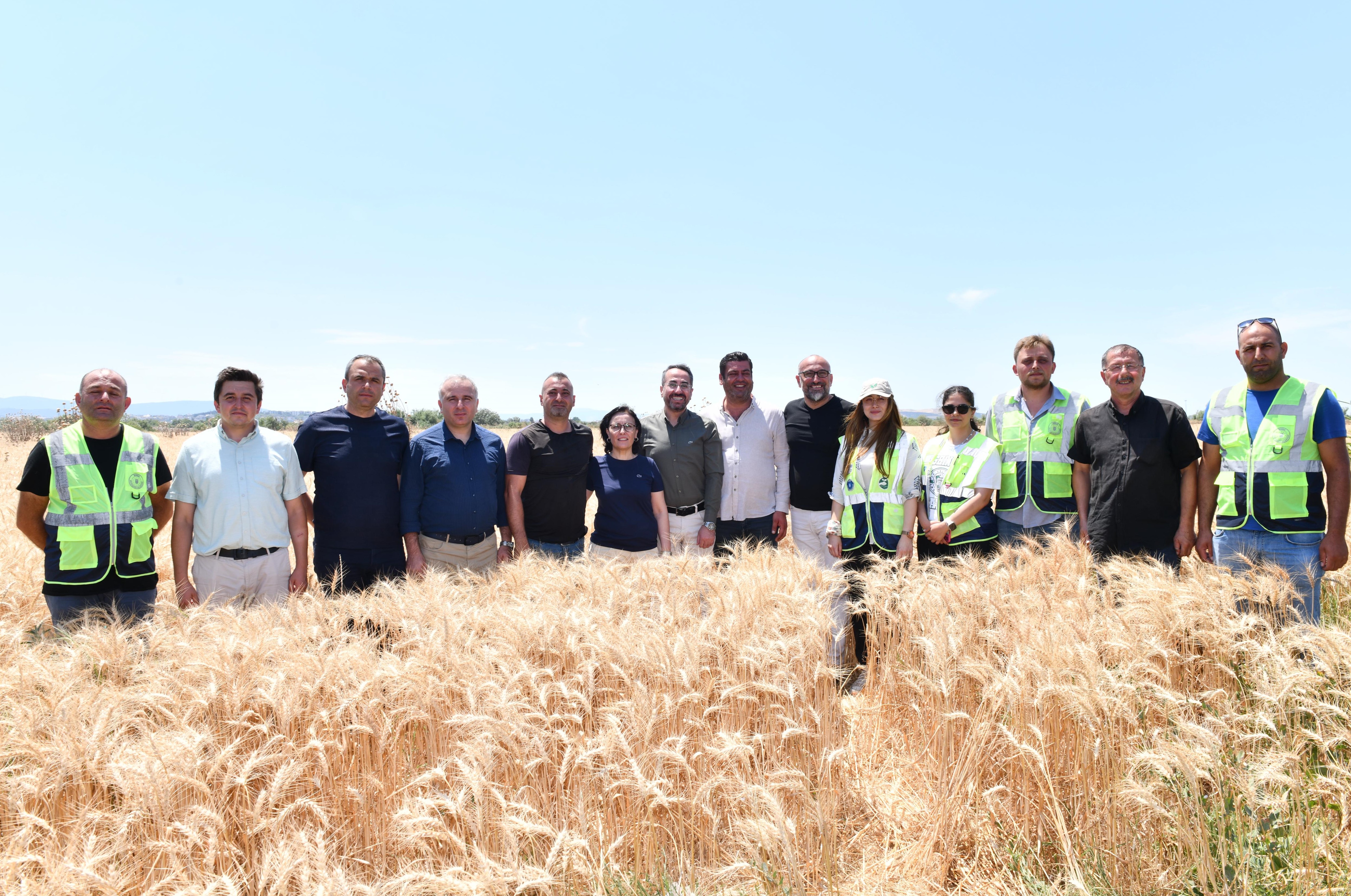 Mustafakemalpaşa’da Buğday Hasadı Başladı (2)