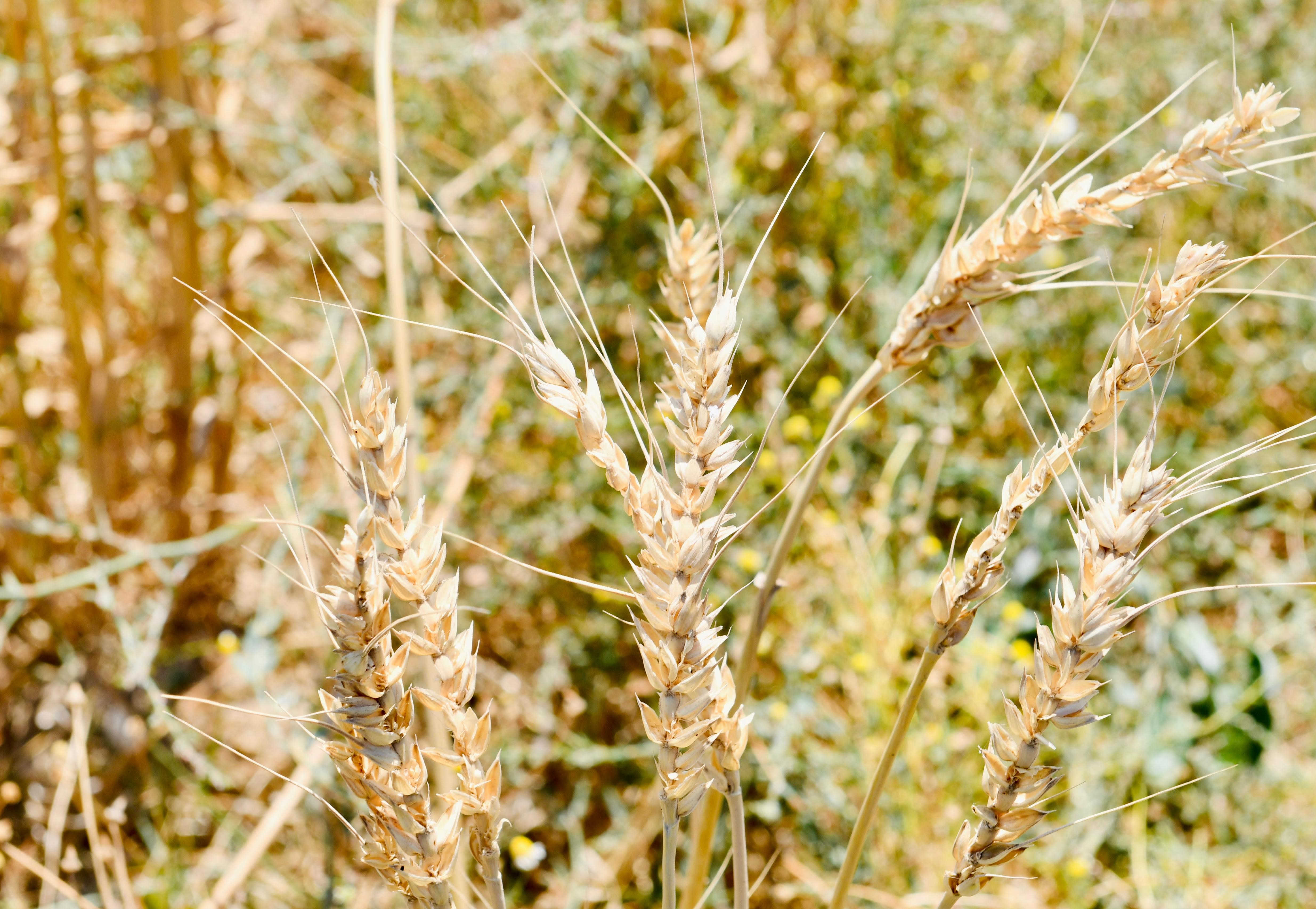 Mustafakemalpaşa’da Buğday Hasadı Başladı (3)