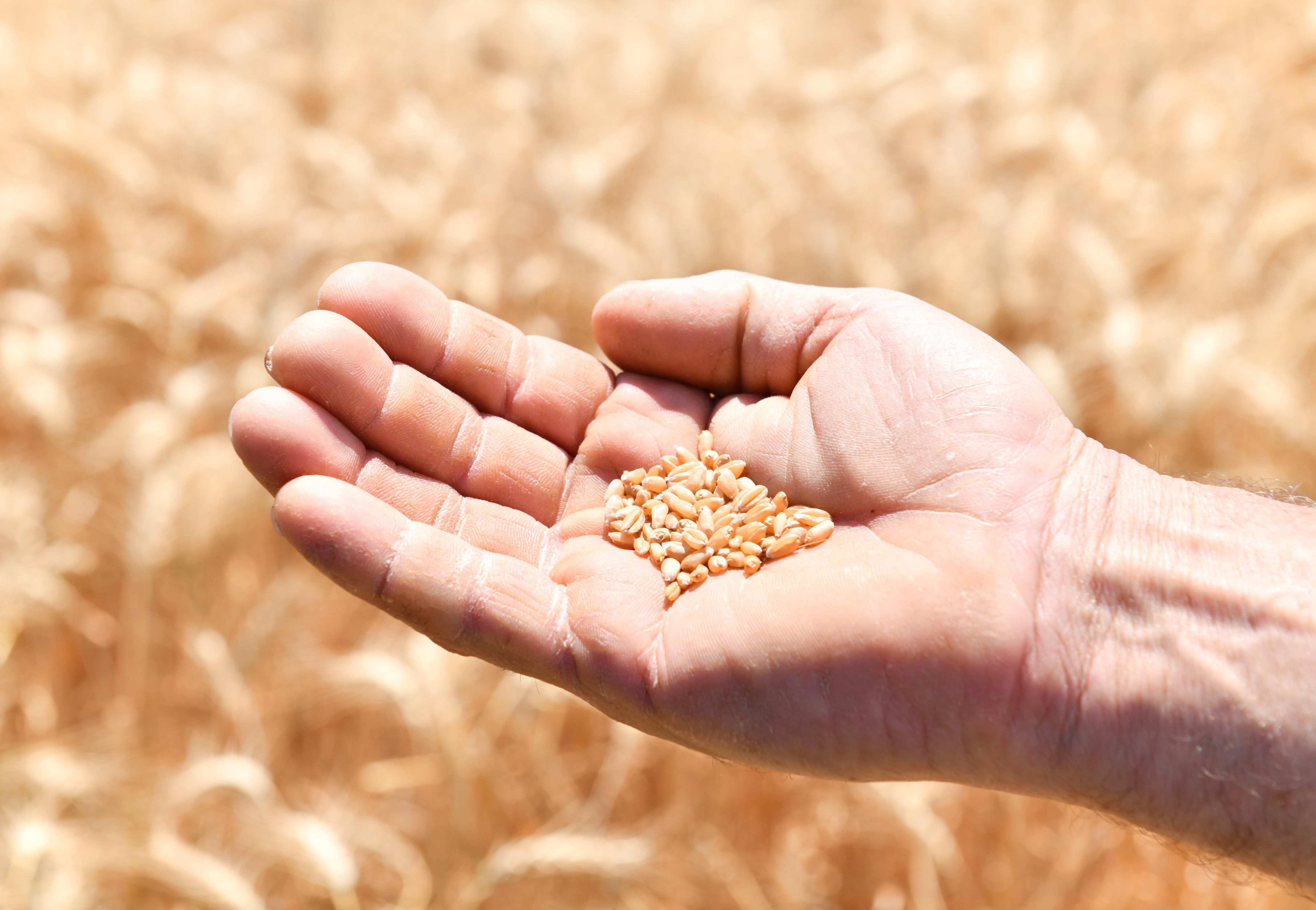 Mustafakemalpaşa’da Buğday Hasadı Başladı (4)