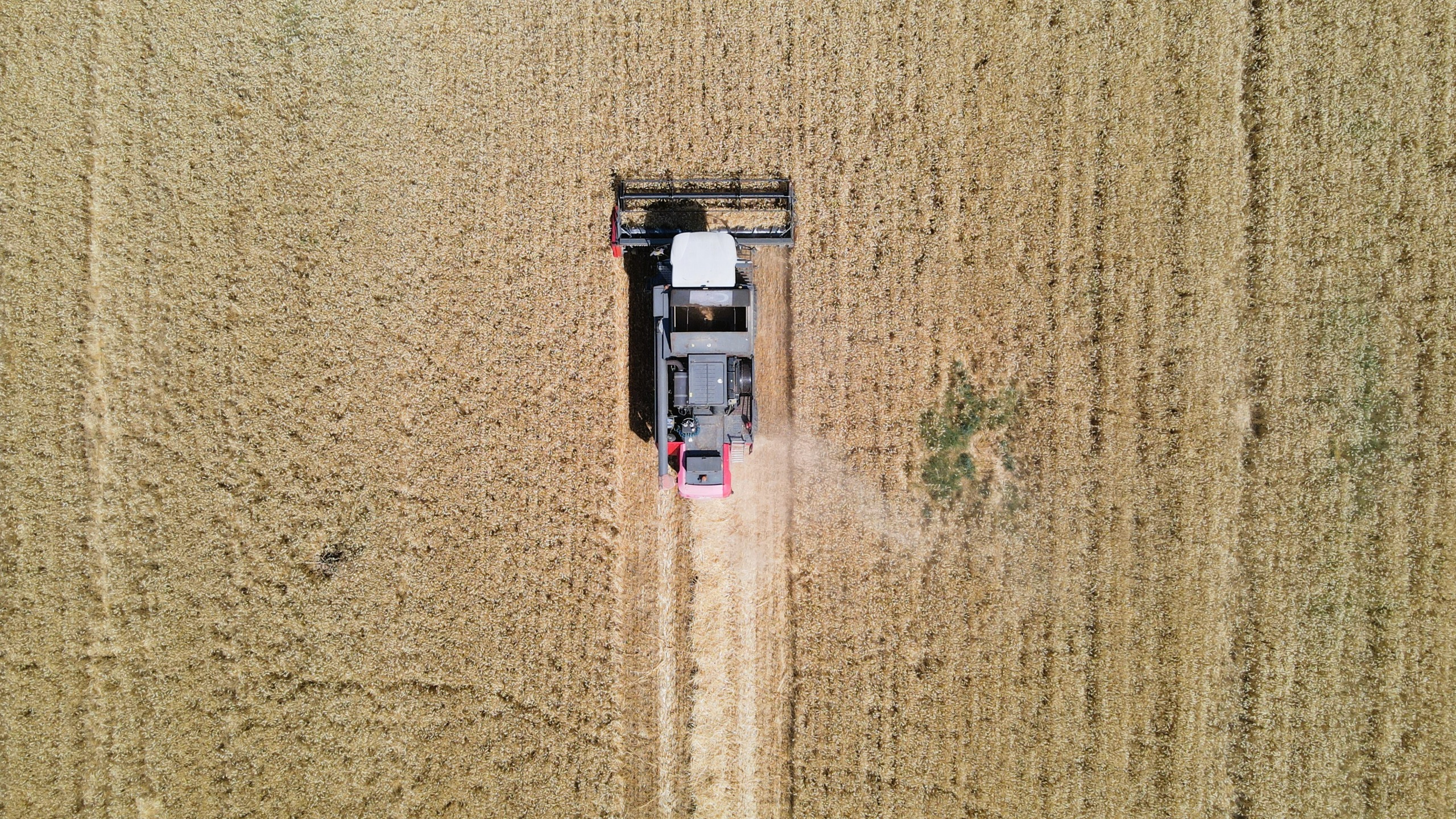 Mustafakemalpaşa’da Buğday Hasadı Başladı (7)