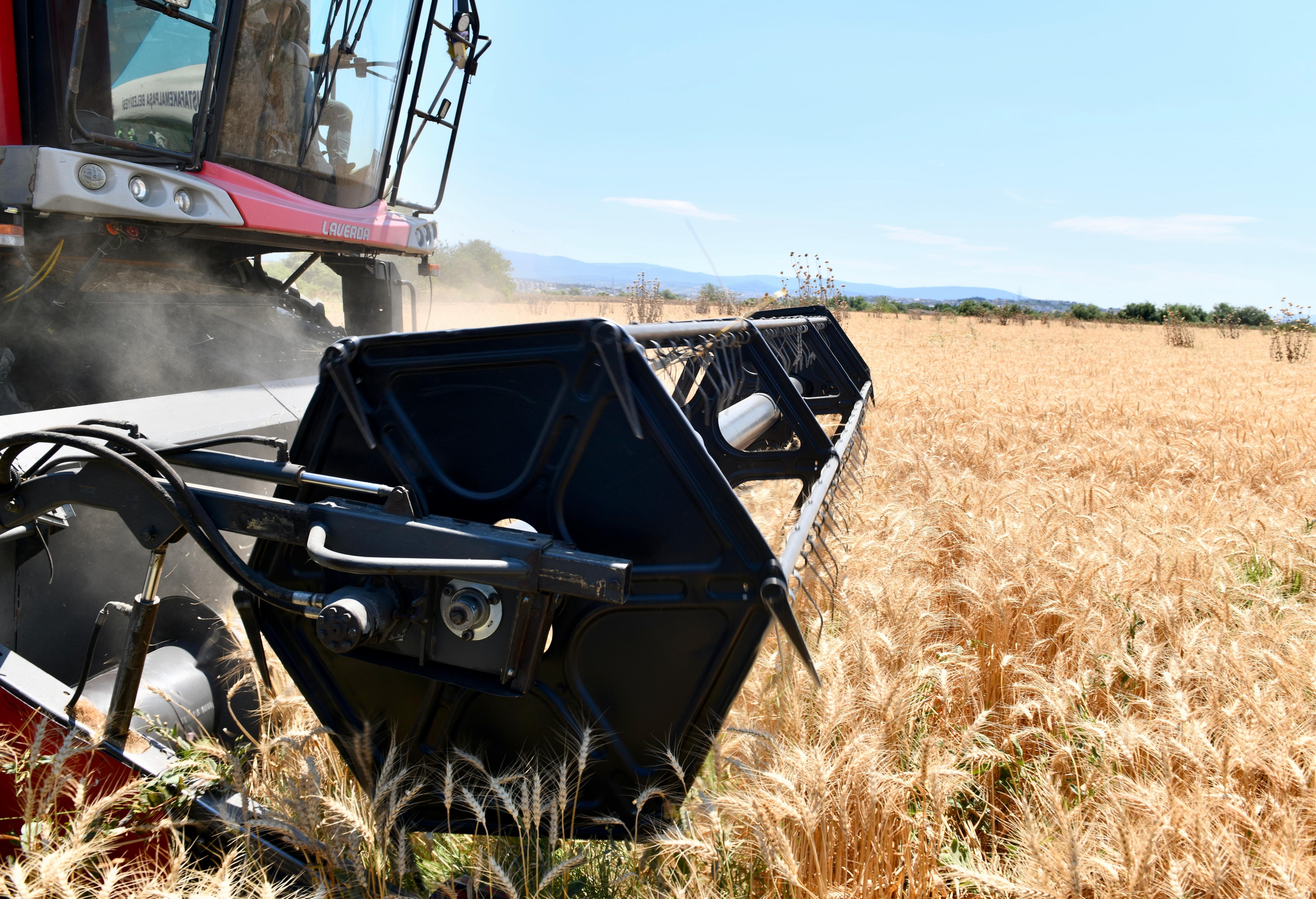 Mustafakemalpaşa’da Buğday Hasadı Başladı (9)