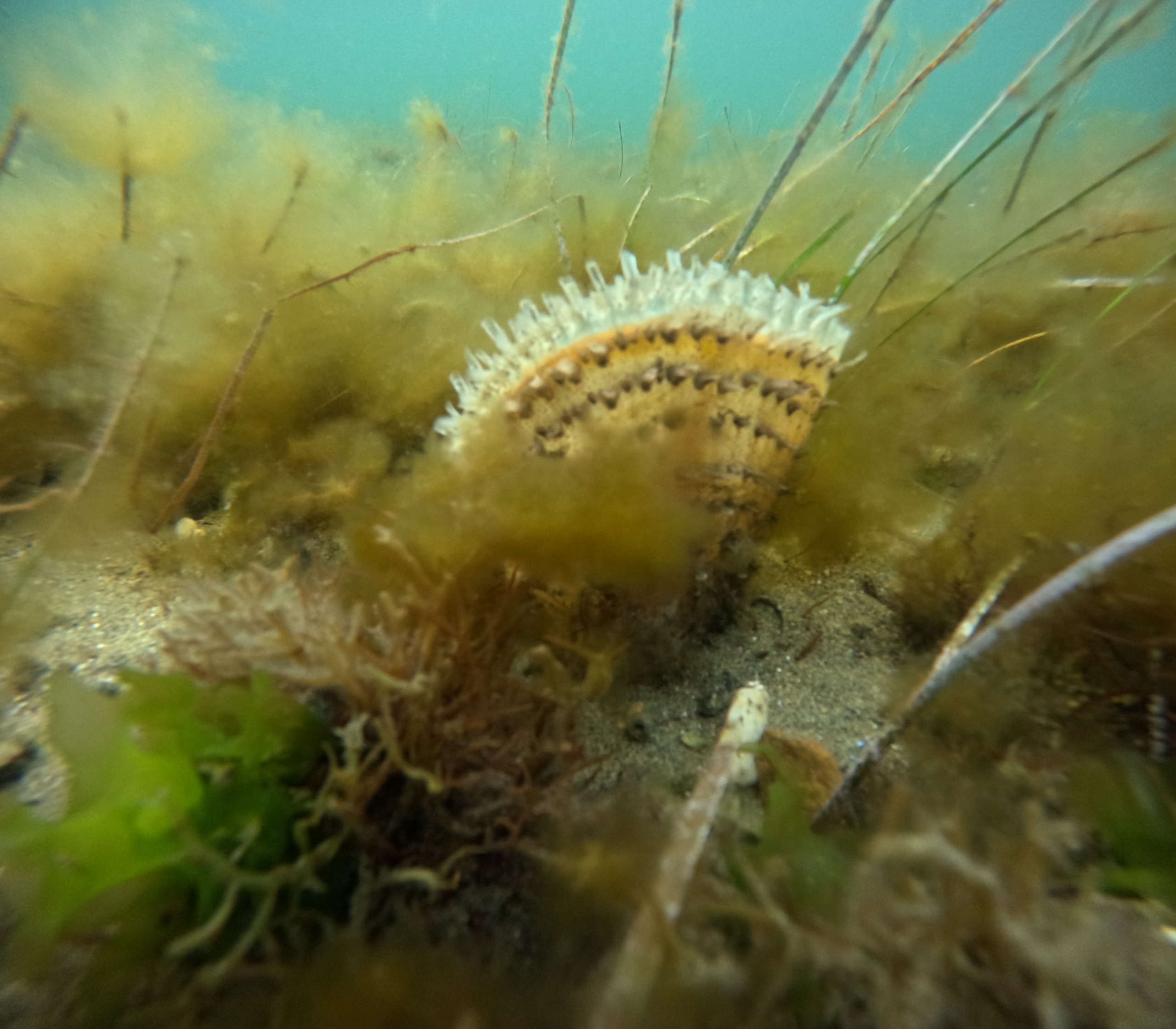 36424 M T Y5 Mm Q1 O T 10