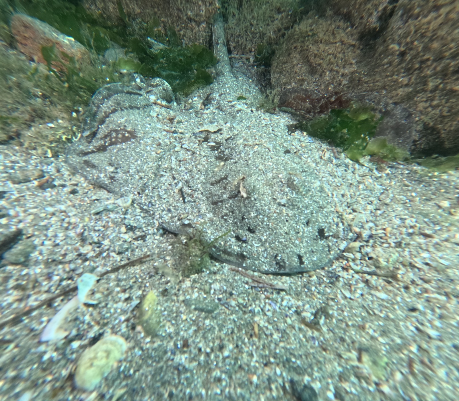 36424 M T Y5 Mm Q1 O T 4