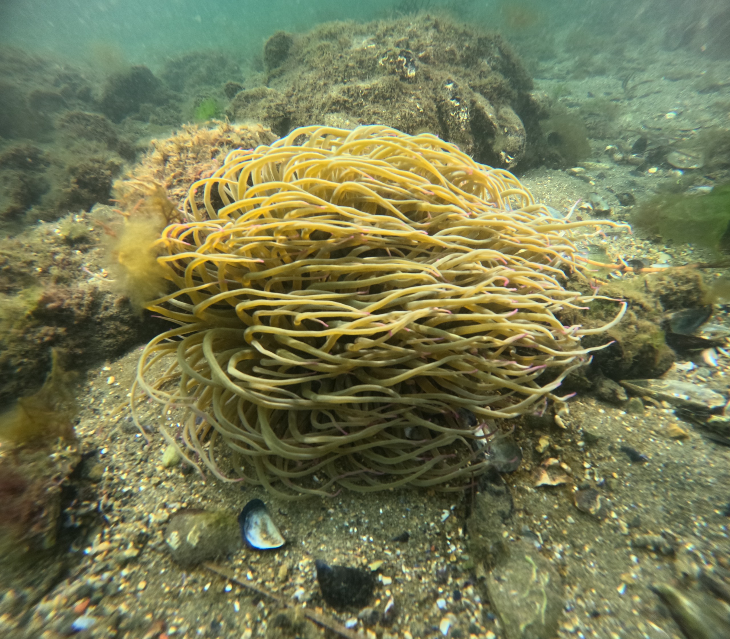 36424 M T Y5 Mm Q1 O T 6