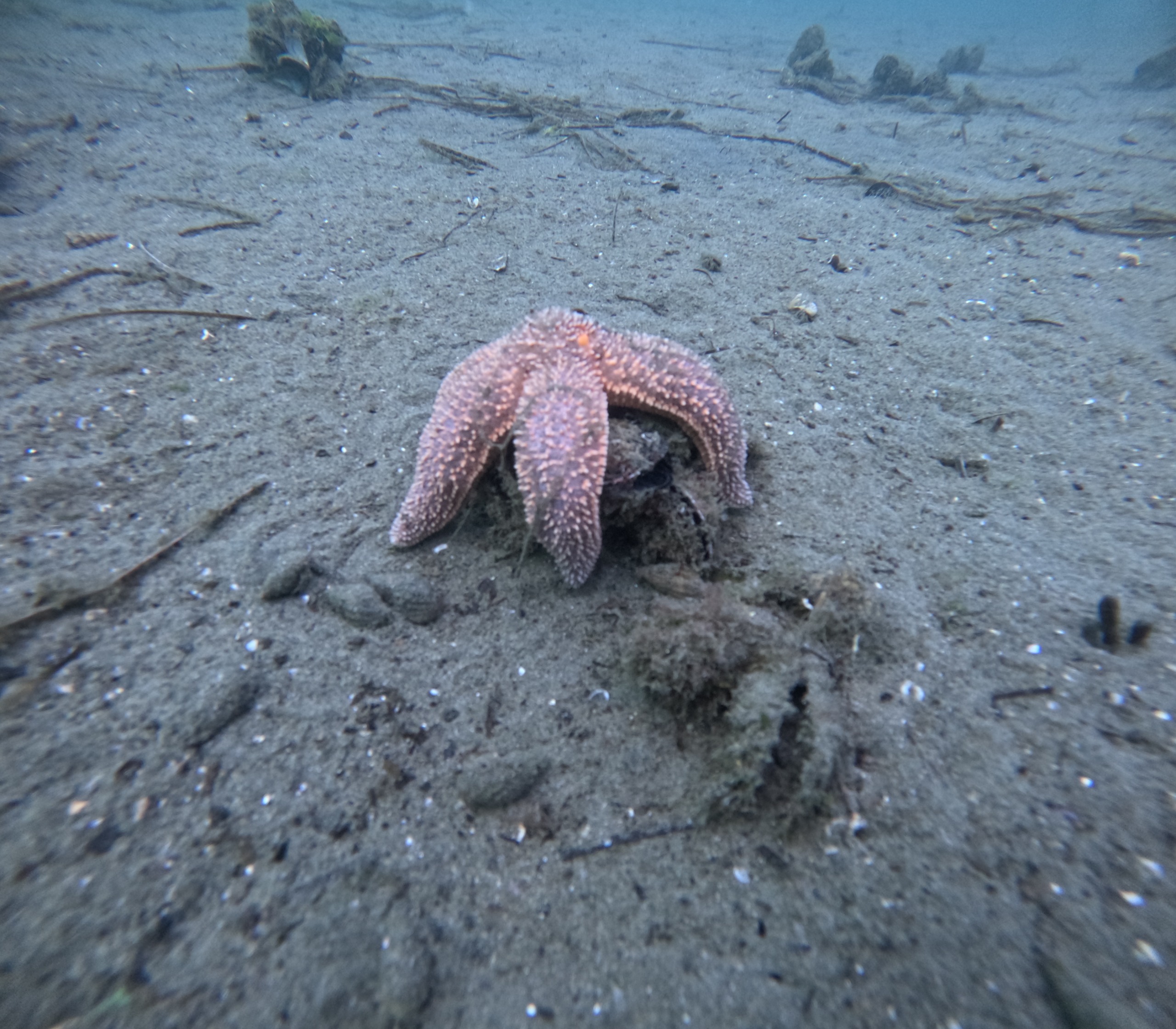 36424 M T Y5 Mm Q1 O T 7