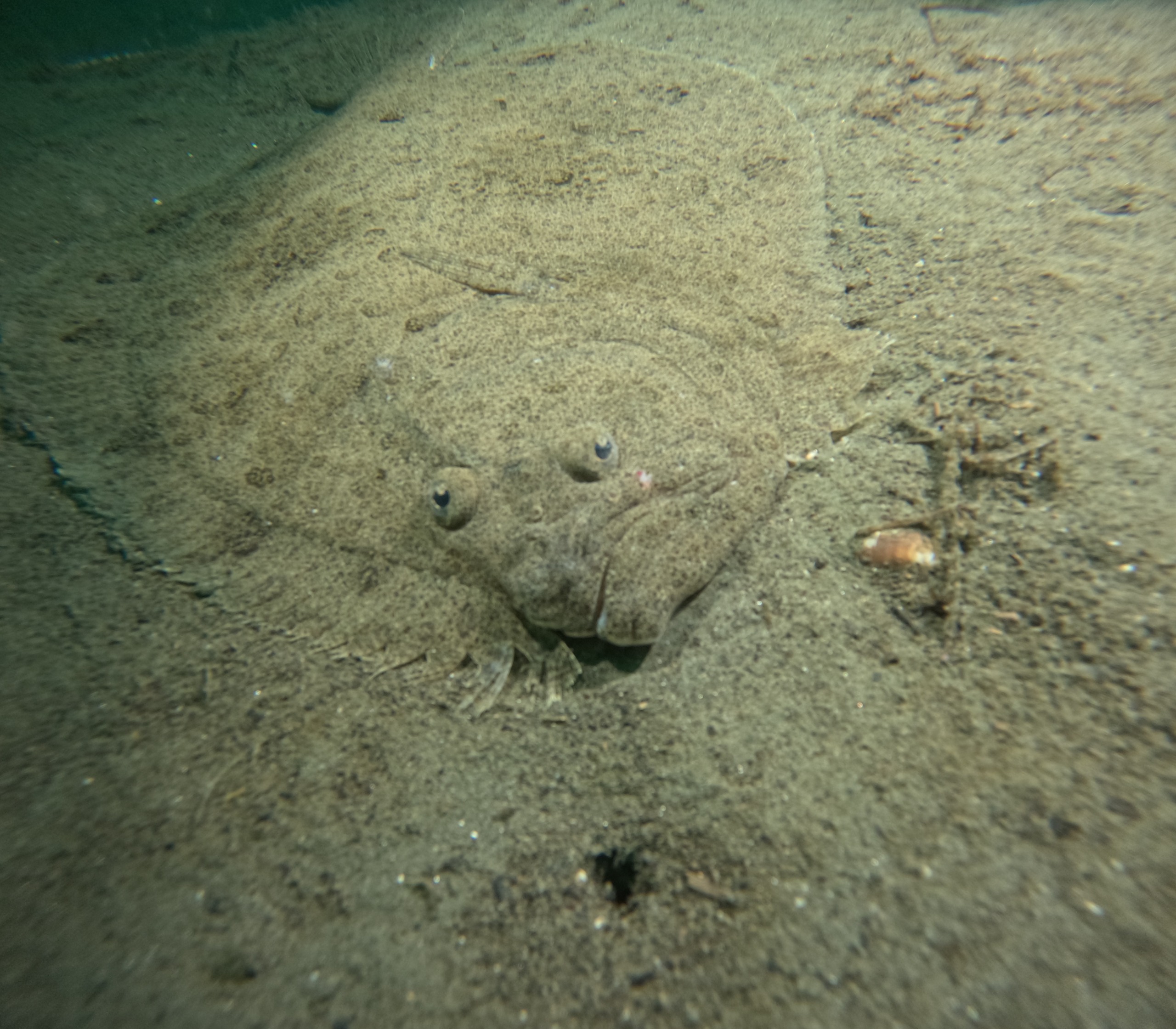 36424 M T Y5 Mm Q1 O T 8