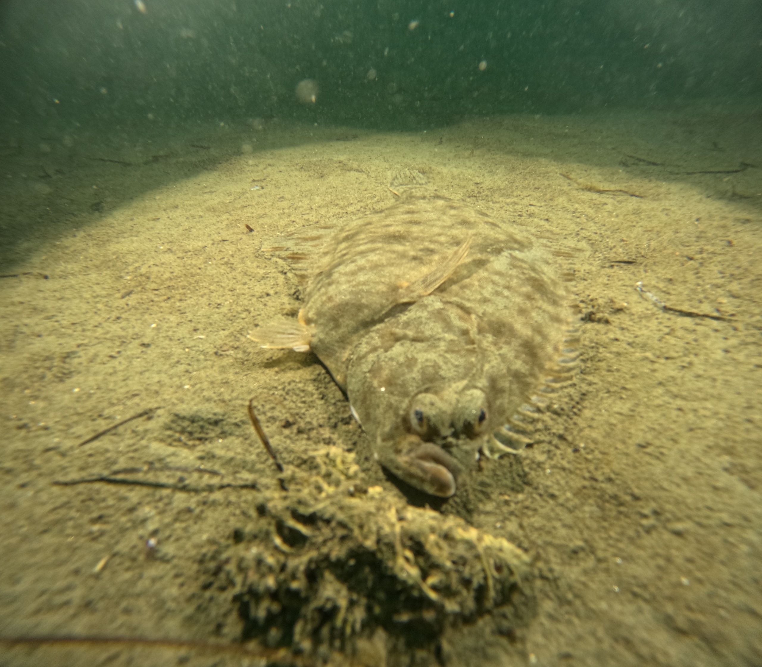 36424 M T Y5 Mm Q1 O T 9