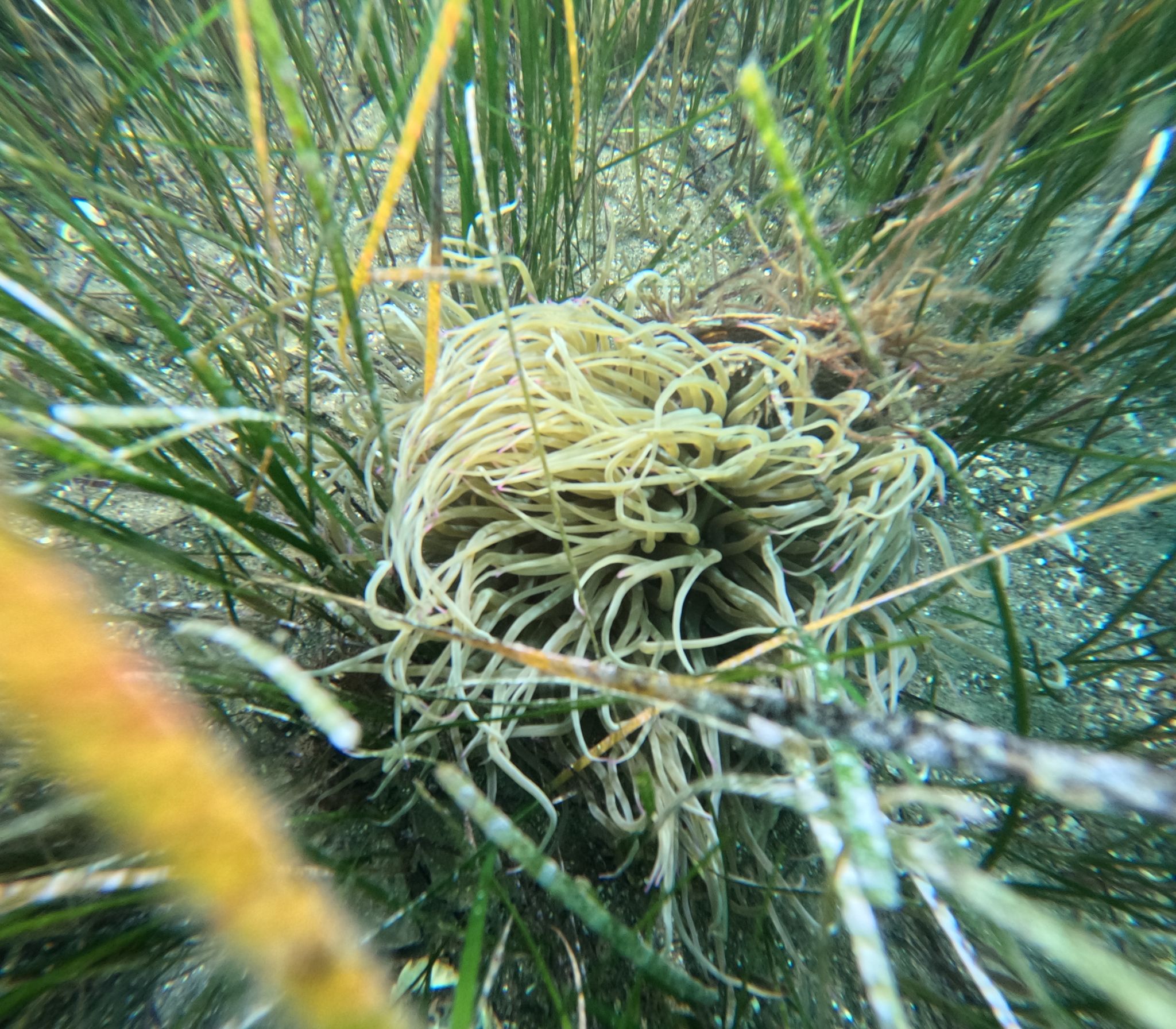 36424 M T Y5 Mm Q1 O T