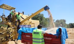 Dağ Köylerinde Siyez Hasadı