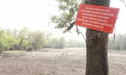 Karacabey Longozu kurudu: 65 yılın en sıcak yazı ekosistemi vurdu