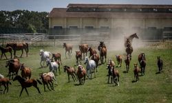 TİGEM Karacabey 14 Safkan Arap Kısrağını Satışa Çıkarıyor