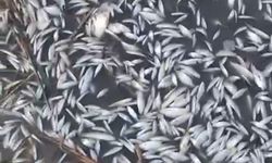 Uluabat Deresi’nde Korkutan Manzara: Binlerce Balık Ölü Bulundu