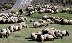 Tarım ve Orman Bakanlığı’ndan Kırsala Dev Destek: “Kırsalda Bereket” Başlıyor