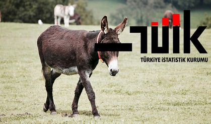 Türkiye'de Eşekler Azaldı