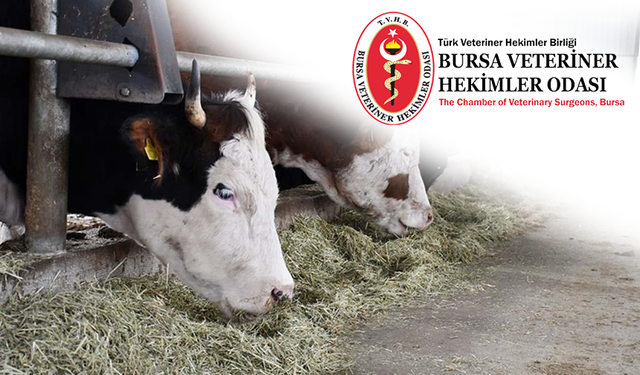 Veteriner Hekimler Odası: "Deli Dana ve Şap Tehditleri Karşısında Bakanlıklar Sessiz Kalmamalı"