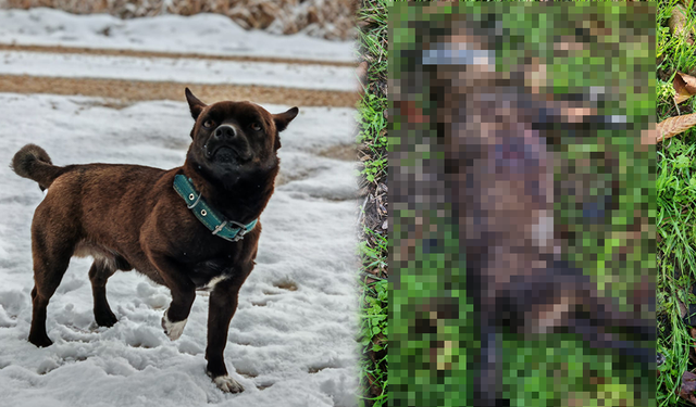 Kayıp Köpek Gece’den Acı Haber: Sanayi Sitesinde Vurulmuş Halde Bulundu