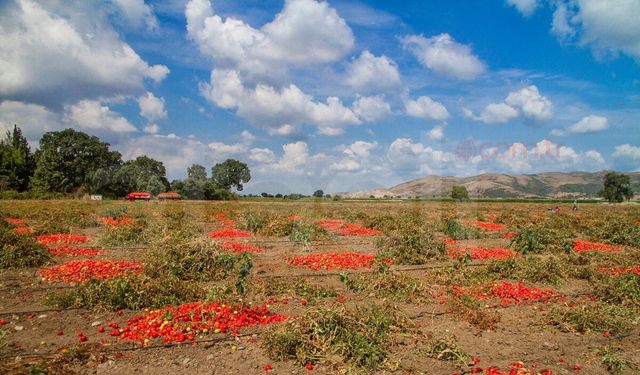 Mimarlar Odası Kazandı: Güllüce Arazileri Yeniden Tarla Oldu