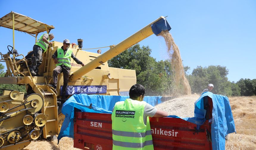 Dağ Köylerinde Siyez Hasadı