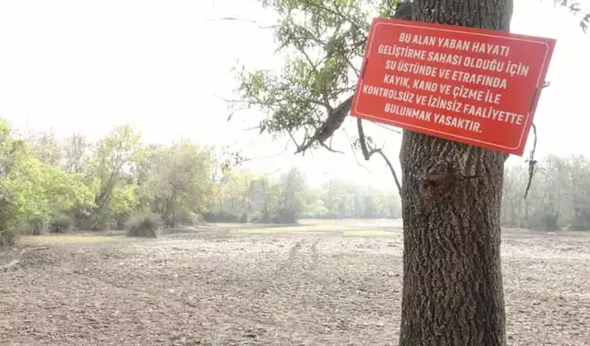 Karacabey Longozu kurudu: 65 yılın en sıcak yazı ekosistemi vurdu