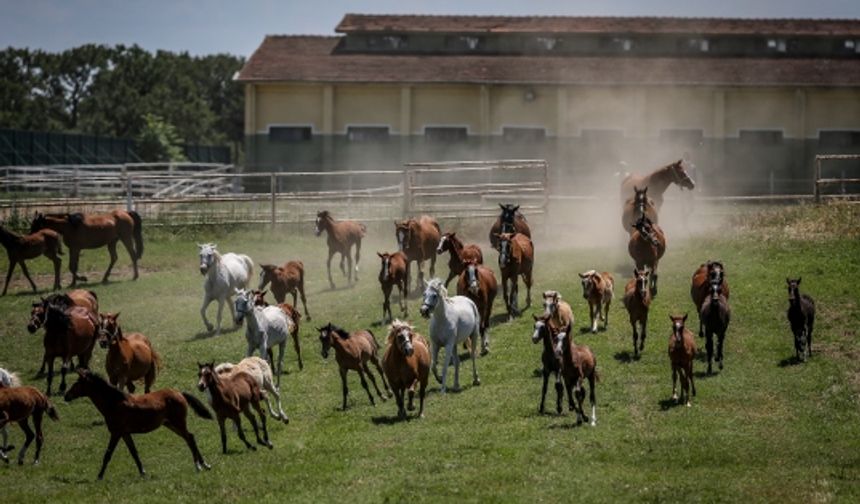 TİGEM Karacabey 14 Safkan Arap Kısrağını Satışa Çıkarıyor