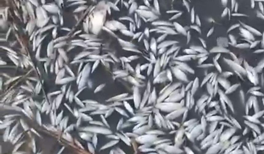 Uluabat Deresi’nde Korkutan Manzara: Binlerce Balık Ölü Bulundu