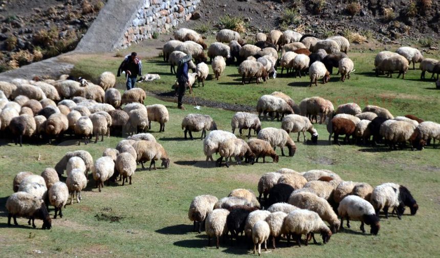Tarım ve Orman Bakanlığı’ndan Kırsala Dev Destek: “Kırsalda Bereket” Başlıyor